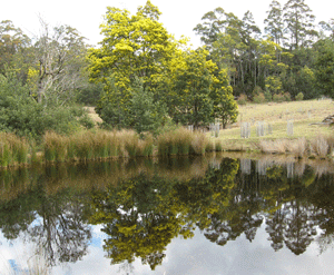 Reflections Top Wetland